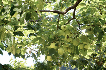 Branch of an apple tree with unripe fruits