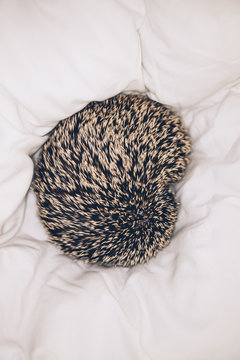 the little hedgehog on the bed