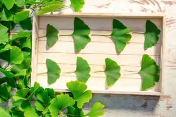 Collected medicinal leaves of the Ginkgo biloba tree on the table wooden, view above
