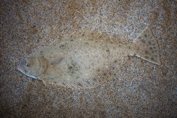 Halibut flounder blending into the sand