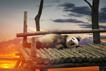 Big panda © Aliaksei