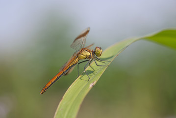libellula su una foglia