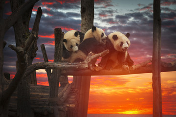 Fototapety  Big panda