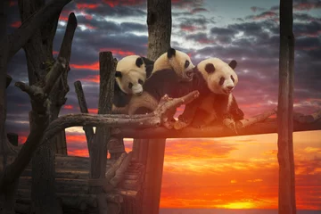 Foto op Plexiglas Big panda © Aliaksei
