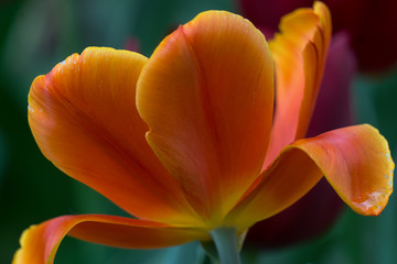 Fototapeta premium flower