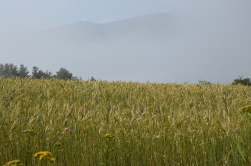 Champ de bl&eacute; dans la brume