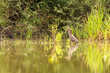 Naklejka na ściany i meble Black-crowned night heron stands on shallow of pond