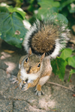 squirrel