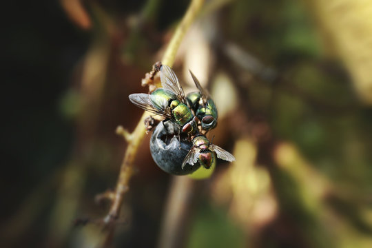 Three greenbottle flies eating grape from the plant