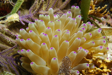 Close up of a sea anemone, Condylactis gigantea, underwater in the Caribbean sea, Costa Rica