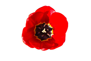 top view of red tulip flower isolated on white background in Center
