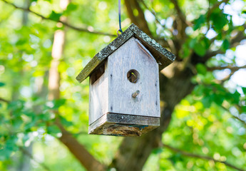 Bird House 