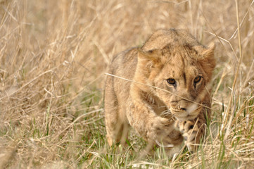 Obraz na płótnie Canvas Africa Lion cub,