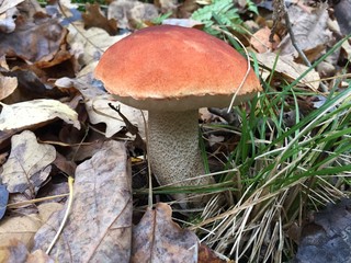Red cap mushroom