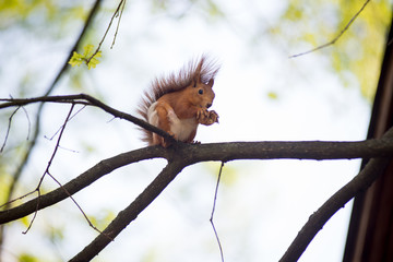 Squirrel, spring with nuts