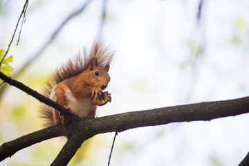 Squirrel, spring with nuts
