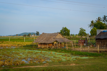 Fototapeta na wymiar Farmer hut on field