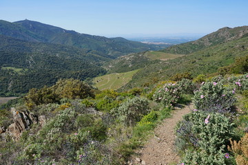 Fototapeta na wymiar Landscape the valley Le Rimbau from the mountains of the massif des Alberes, Pyrenees Orientales, Roussillon, south of France, Mediterranean