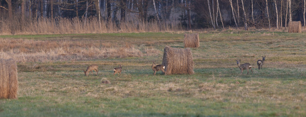 roe deer in autumn © Photo Collective