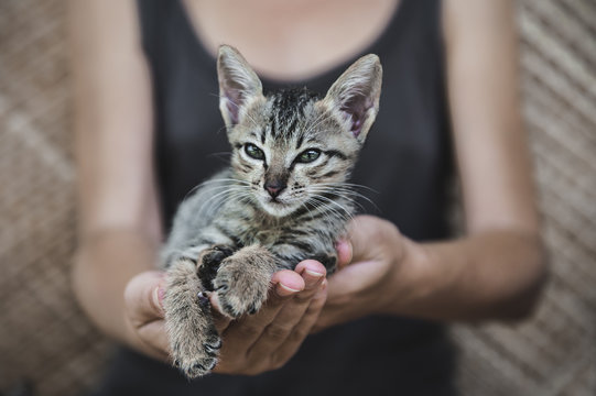 Tabby Kitten On A Hands