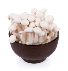white shimeji mushrooms isolated on white background