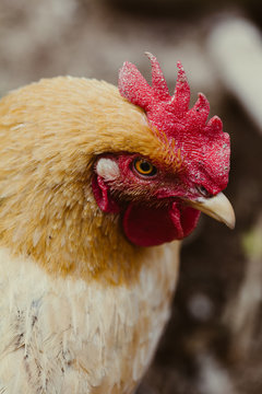 close up of Chicken head