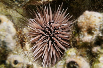 Naklejka na ściany i meble A burrowing urchin Echinometra mathaei, underwater hidden in a hole in the coral, lagoon of Bora Bora, Pacific ocean, French Polynesia