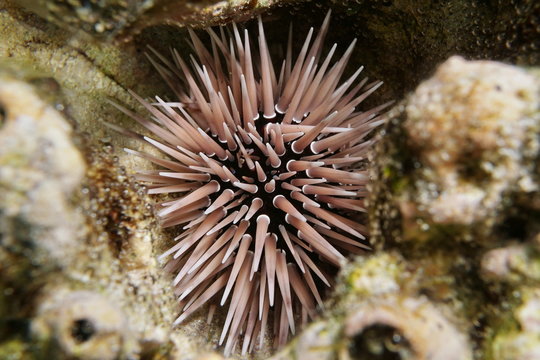A burrowing urchin Echinometra mathaei, underwater hidden in a hole in the coral, lagoon of Bora Bora, Pacific ocean, French Polynesia