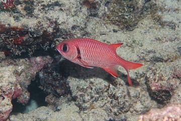 Obraz na płótnie Canvas A tropical fish epaulette soldierfish, Myripristis kuntee, underwater in the lagoon of Bora Bora, Pacific ocean, French Polynesia