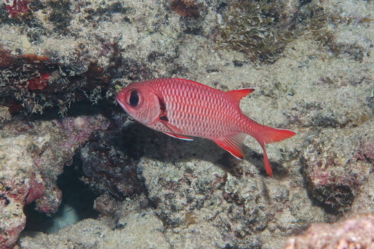 A tropical fish epaulette soldierfish, Myripristis kuntee, underwater in the lagoon of Bora Bora, Pacific ocean, French Polynesia