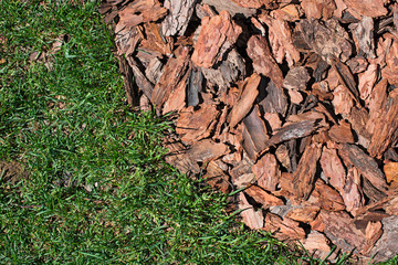 Bark of pine in the grass