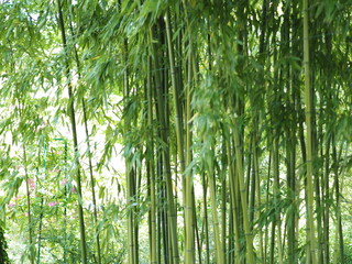 Bambouseraie à Giverny jardin Monet 