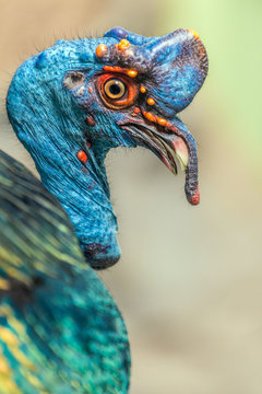 Ocellated Turkey