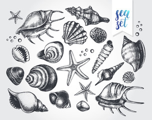 Ink hand drawn set of different types mollusk sea shells, starfishs and pebbles. Marine elements collection for design, Template for cards, banners, posters. Vector illustration.
