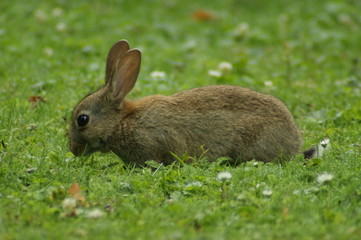 Brown Rabbit in Amsterdam Westpark