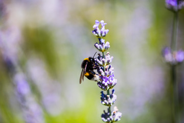 Biene auf Lavendel