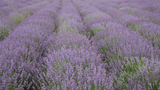 Big field of the blossoming lavenders