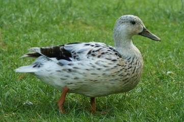 Pale Duck in Amsterdam Westpark