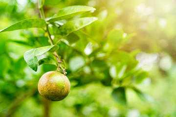 morning sunlight with lime is a canker disease