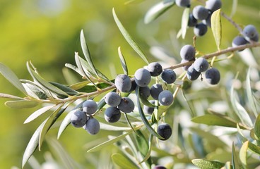 olives tree background growing on black olive branch stock, photo, photograph, image, picture, 