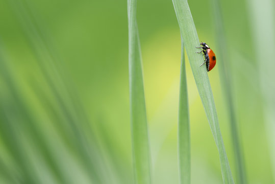 ladybug
