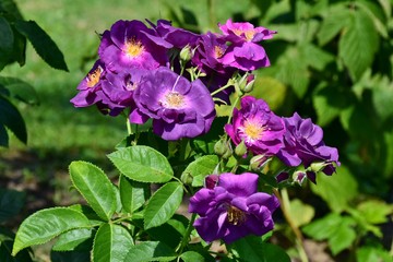Obraz premium Viele offene und geschlossene violette Blüten der Rose 