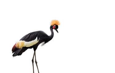 Black crowned crane on White Background