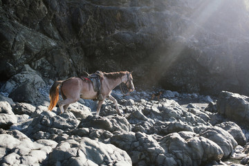 Brown horse walking over heavy rocks towards the light 