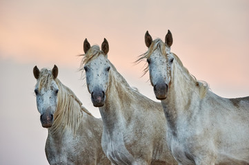Portrait of a three camargue horses - obrazy, fototapety, plakaty