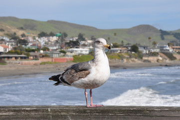 Mouette Californie