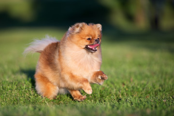 happy spitz dog running on grass