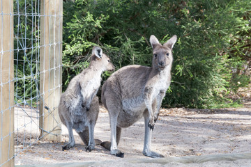 KANGAROO BEACH AUSTRALIA