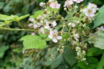  blackberry blossom and blackberry fruits / Bush with blackberry blossoms, blackberry blossoms and a bumblebee 