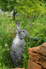 little gray rabbit / A gray, cute rabbit sits in a herb bed 